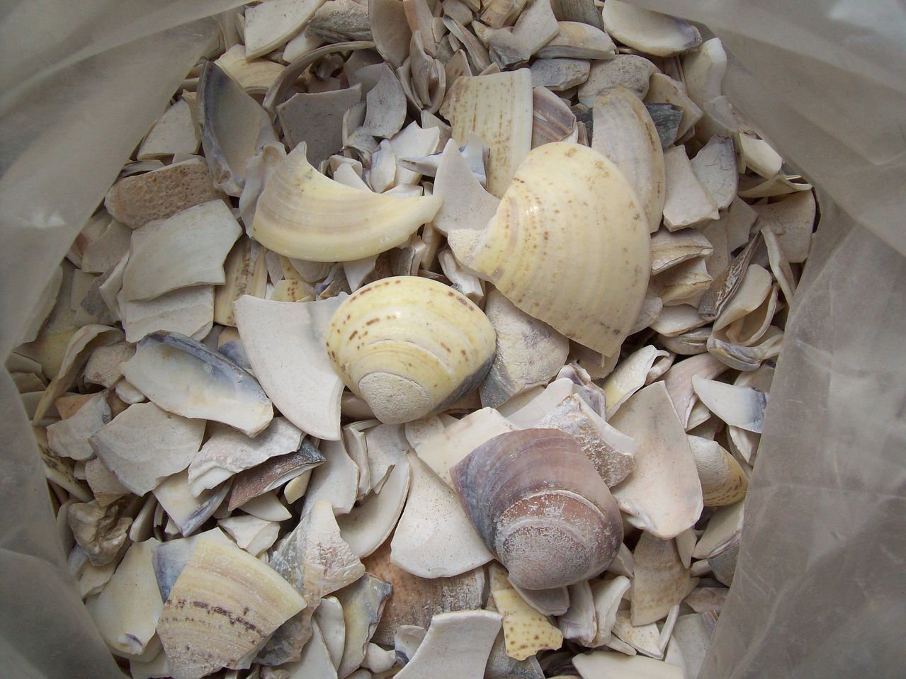  p>瓦楞子,中药名.