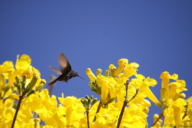 swallow-tailed hummingbird