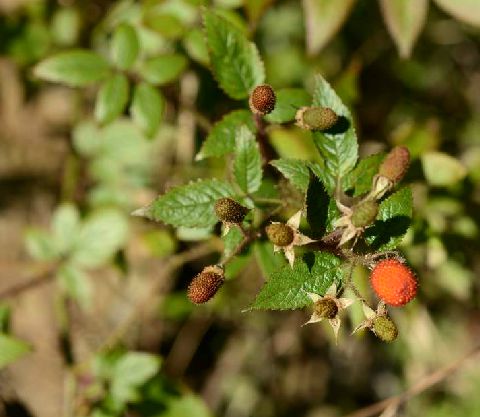  p>红腺悬钩子(学名: i>rubus sumatranus /i> miq.