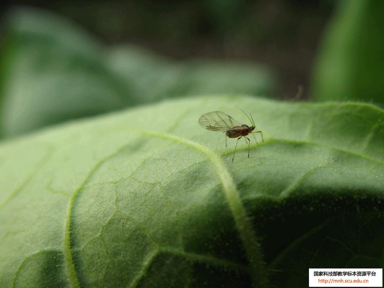  p>桃蚜myzus persicae (sulzer),属半翅目hemiptera(原为同翅目