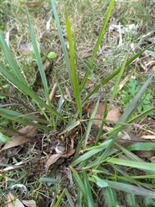  p> a href="#">牛虱草 /a>,拉丁文名:eragrostis unioloides (retz.