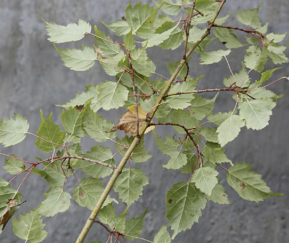 acer tetramerum