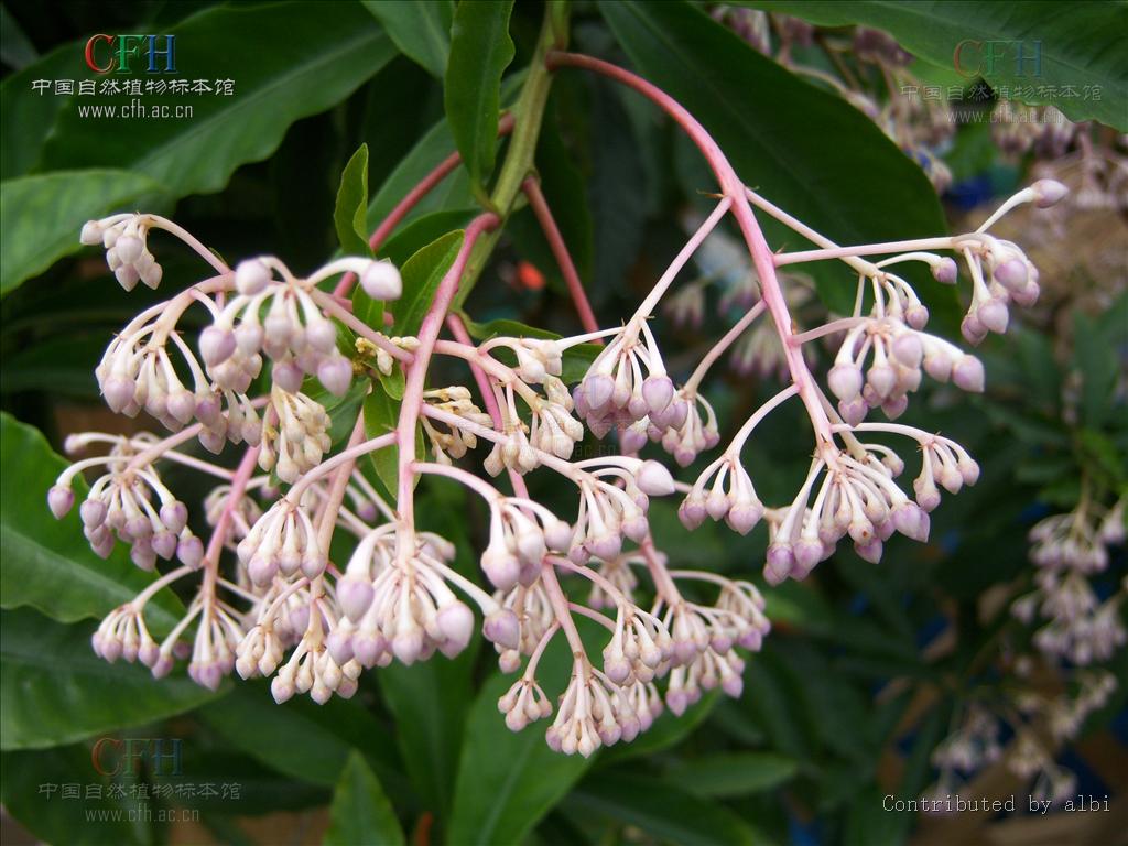  p>紫金牛,学名:ardisia japonica (thunb)blume,别名小青,矮茶,短脚