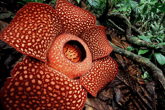 大王花 大花草科大王花属植物 百度百科