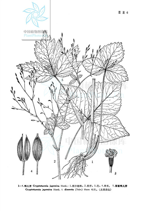鸭儿芹(原变型)
