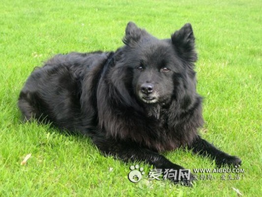  p>瑞典拉普猎犬别 名瑞典拉普杭犬,寿 命:12-13年,中等体型,具有典型