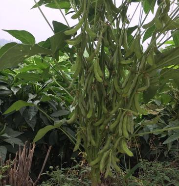  p>皖豆39是 a target="_blank" href="/item/大豆/567793" data