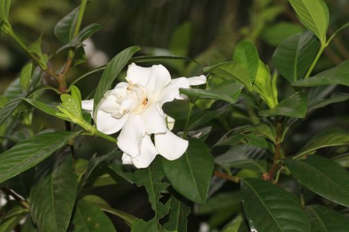 栀子（茜草科栀子属植物）_百度百科