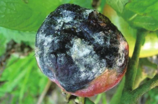 番茄根霉果腐病