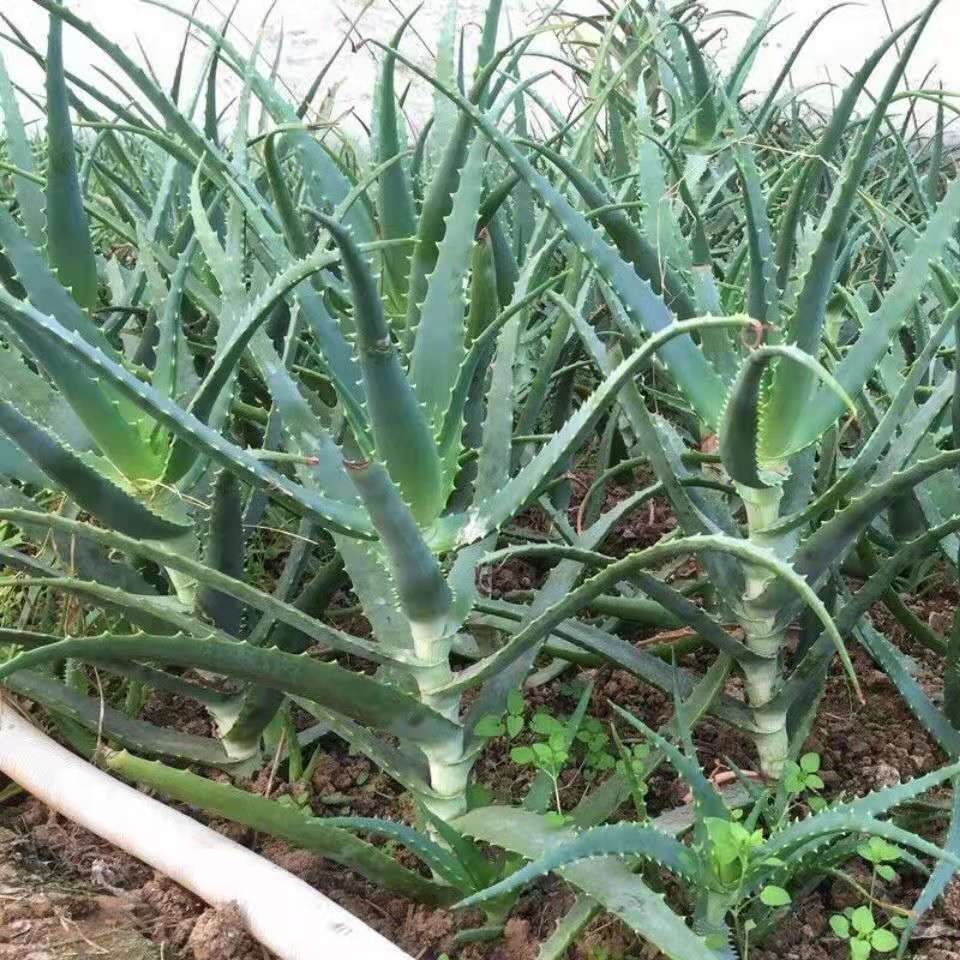 木立芦荟