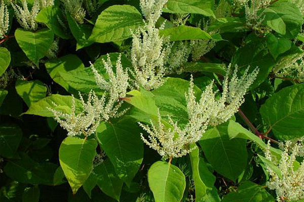 p data-id="gncni1ysdq">虎杖( i>reynoutria japonica /i> houtt.