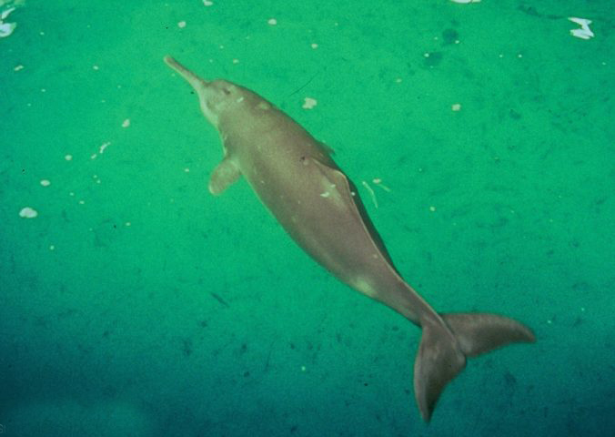 yangtze river dolphin