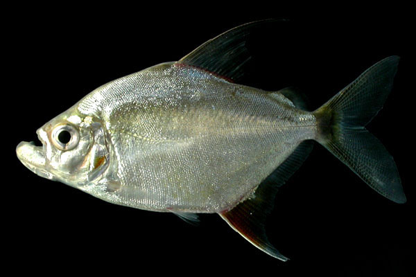 银色朴丽鱼
