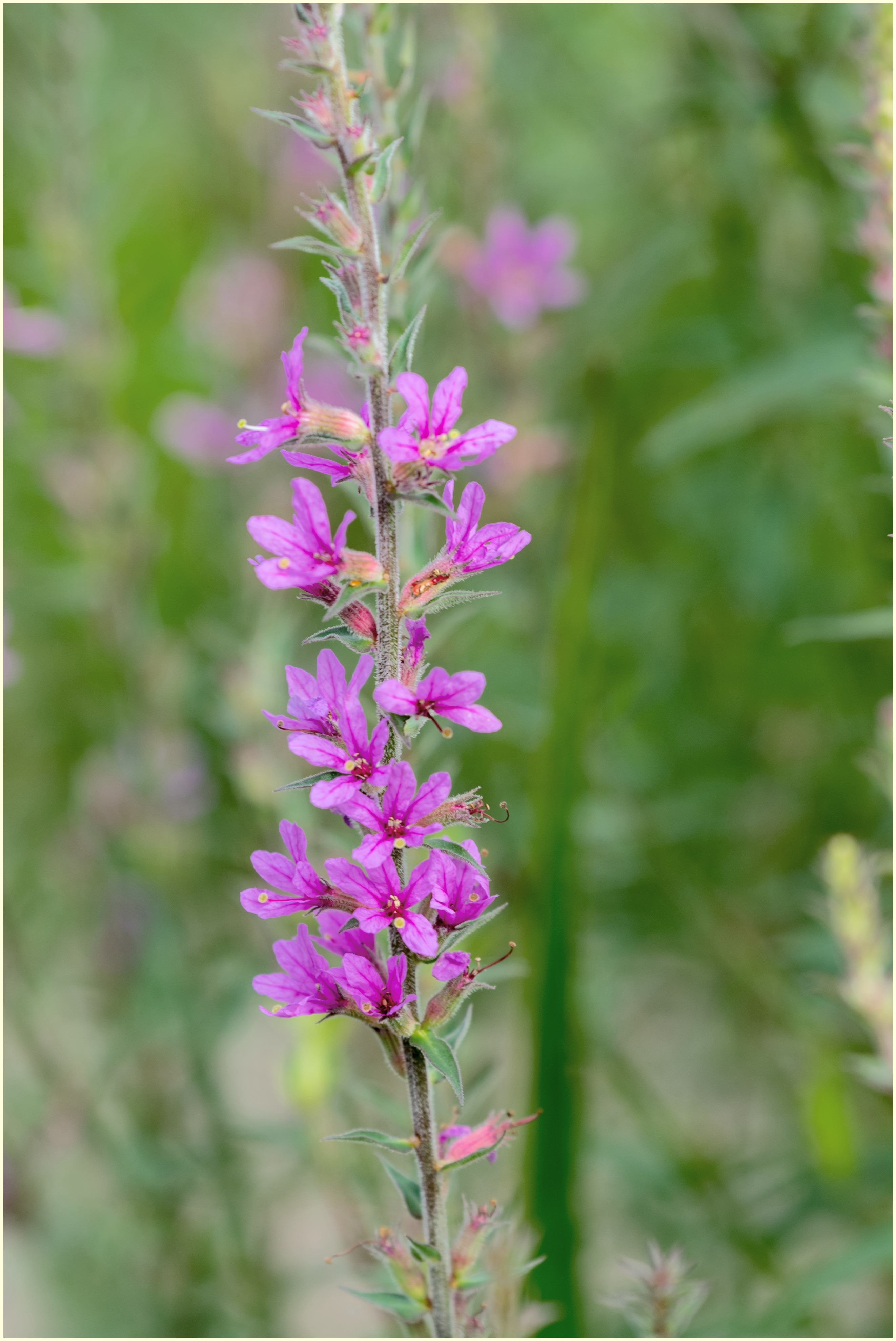 是千屈菜科千屈菜属的多年生草本植物;根茎粗壮;叶披针形或宽披针形