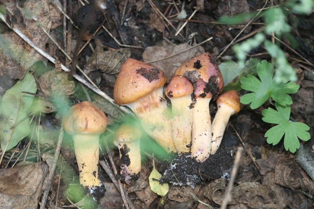 o.k. mill. )是铆钉菇科,色钉菇属真菌.