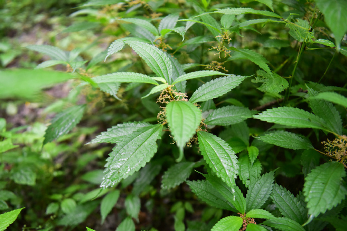  p>粗齿冷水花(学名: i>pilea sinofasciata /i> c. j.