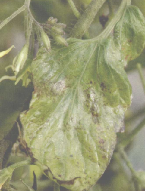  p>番茄疮痂病是由野油菜黄单胞菌疮痂致病变种引起的,发生在 a