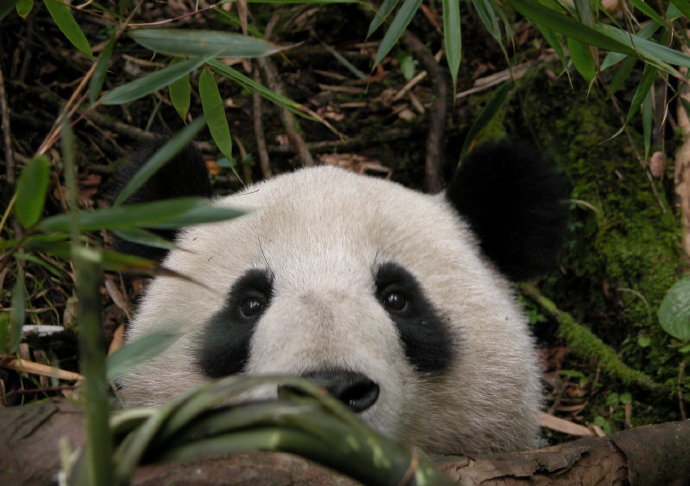 2007年2月19日),雄性 a target="_blank" href="/item/大熊猫/34935"