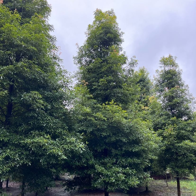 楠木（樟科楠属植物）_百度百科