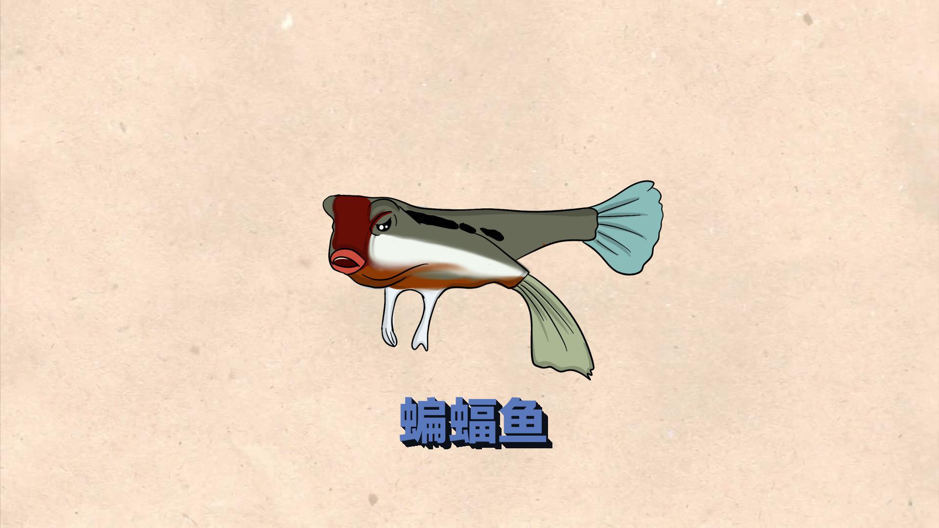 蝙蝠鱼:鮟鱇目蝙蝠鱼科的鱼类