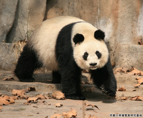 大熊猫冰冰