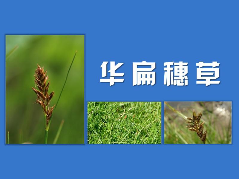 华扁穗草