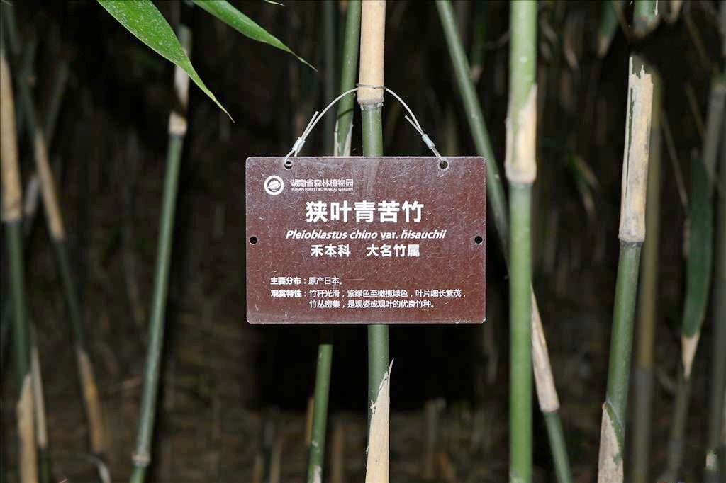  p>狭叶青苦竹(学名: i>pleioblastus chino /i> (franch. et savat.