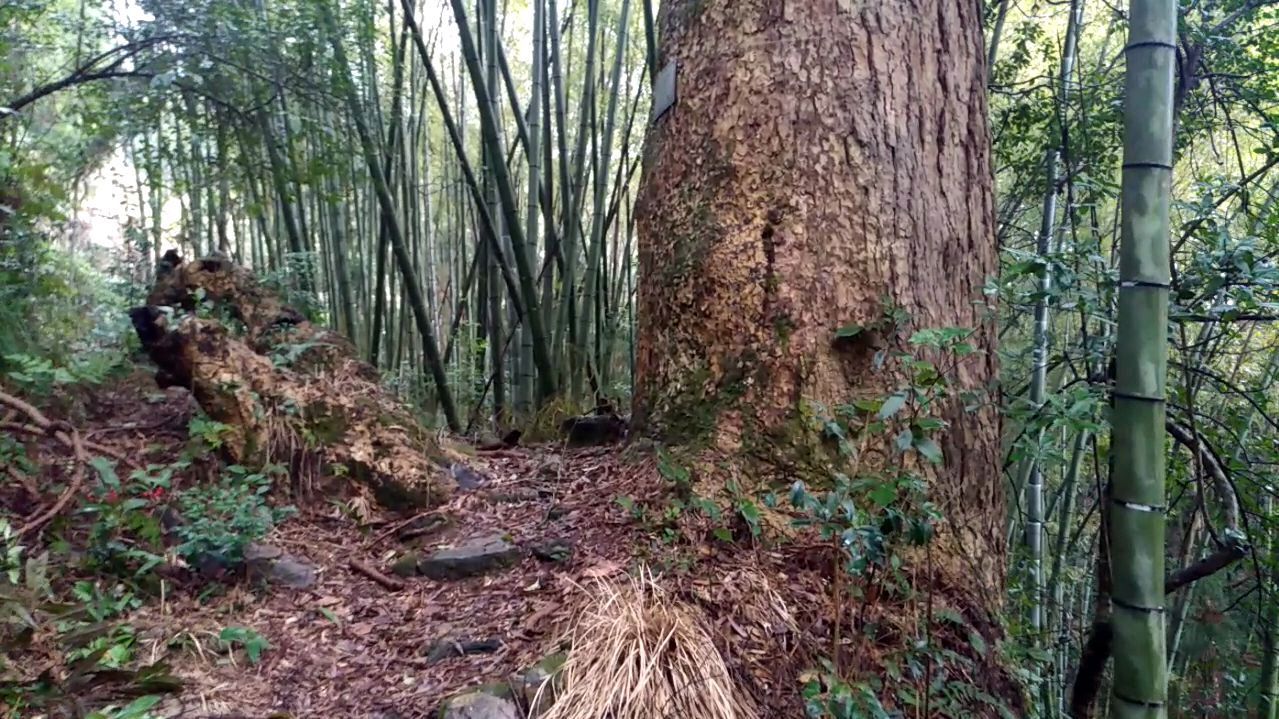 油杉（松科油杉属植物）_百度百科