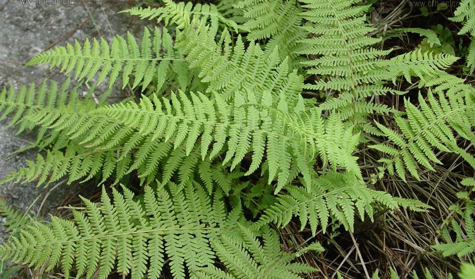  p>长根金星蕨(学名: i>parathelypteris beddomei /i> (bak.