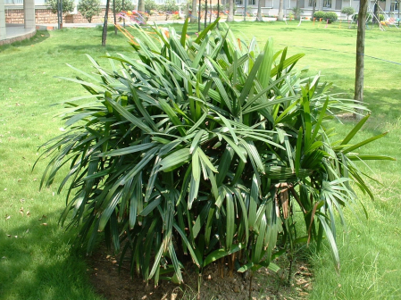棕竹（棕榈科棕竹属植物）_百度百科