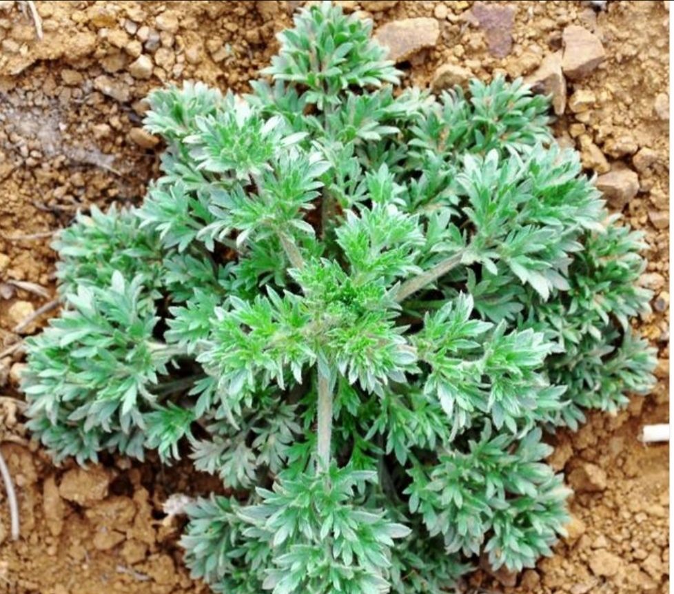  p data-id="gnbp9jyw68">茵陈蒿别称"茵陈"或"绵茵陈".菊科.