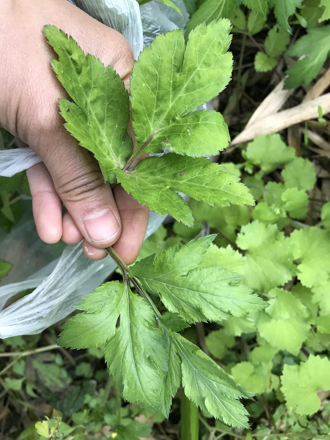 鸭儿芹