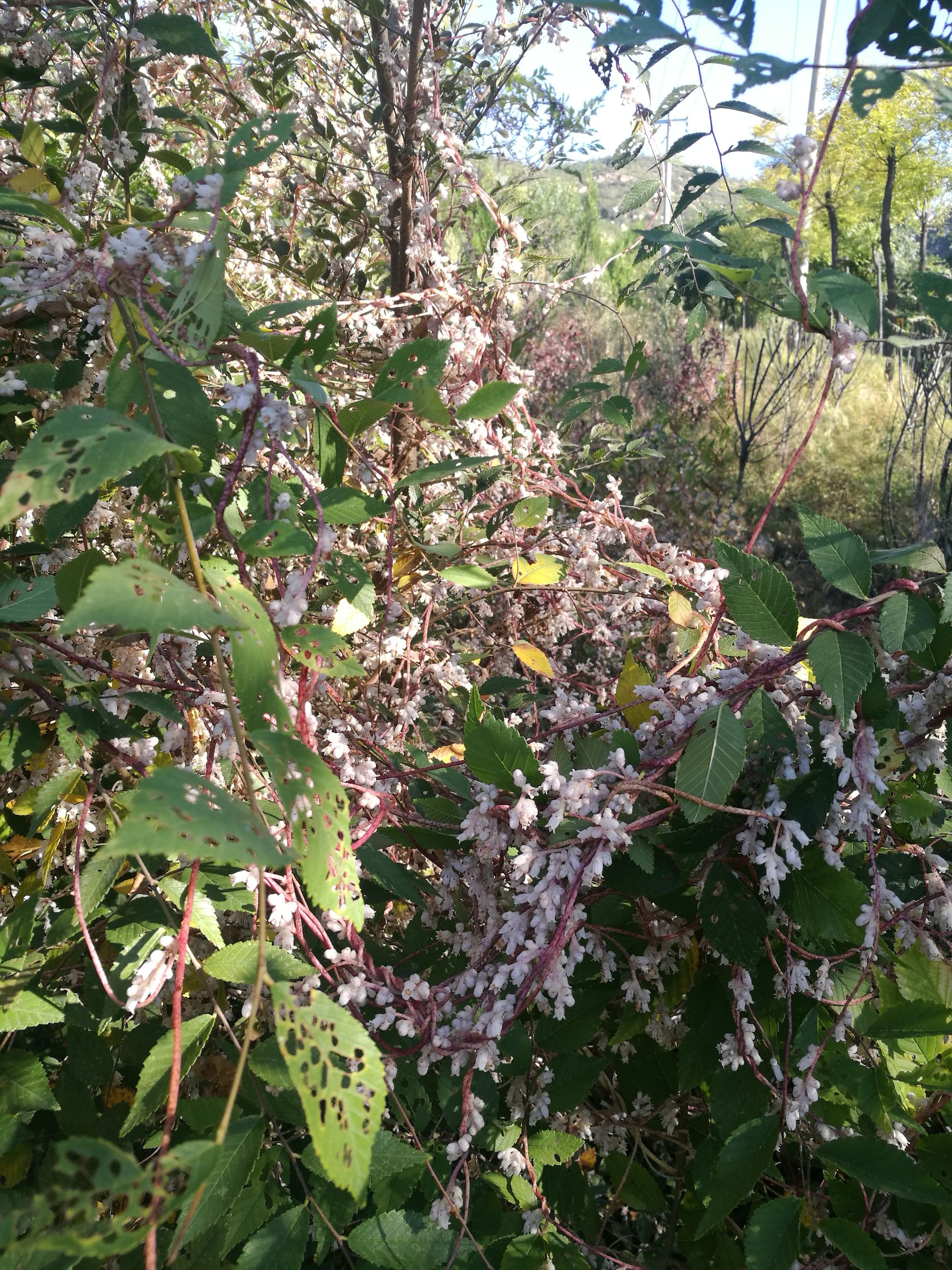 又名日本菟丝子,旋花科,菟丝子属 a target="_blank" href="/item