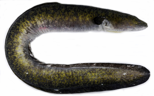  p>花鳗鲡(学名: i>anguilla marmorata /i>)是鳗鲡科,鳗鲡属动物.