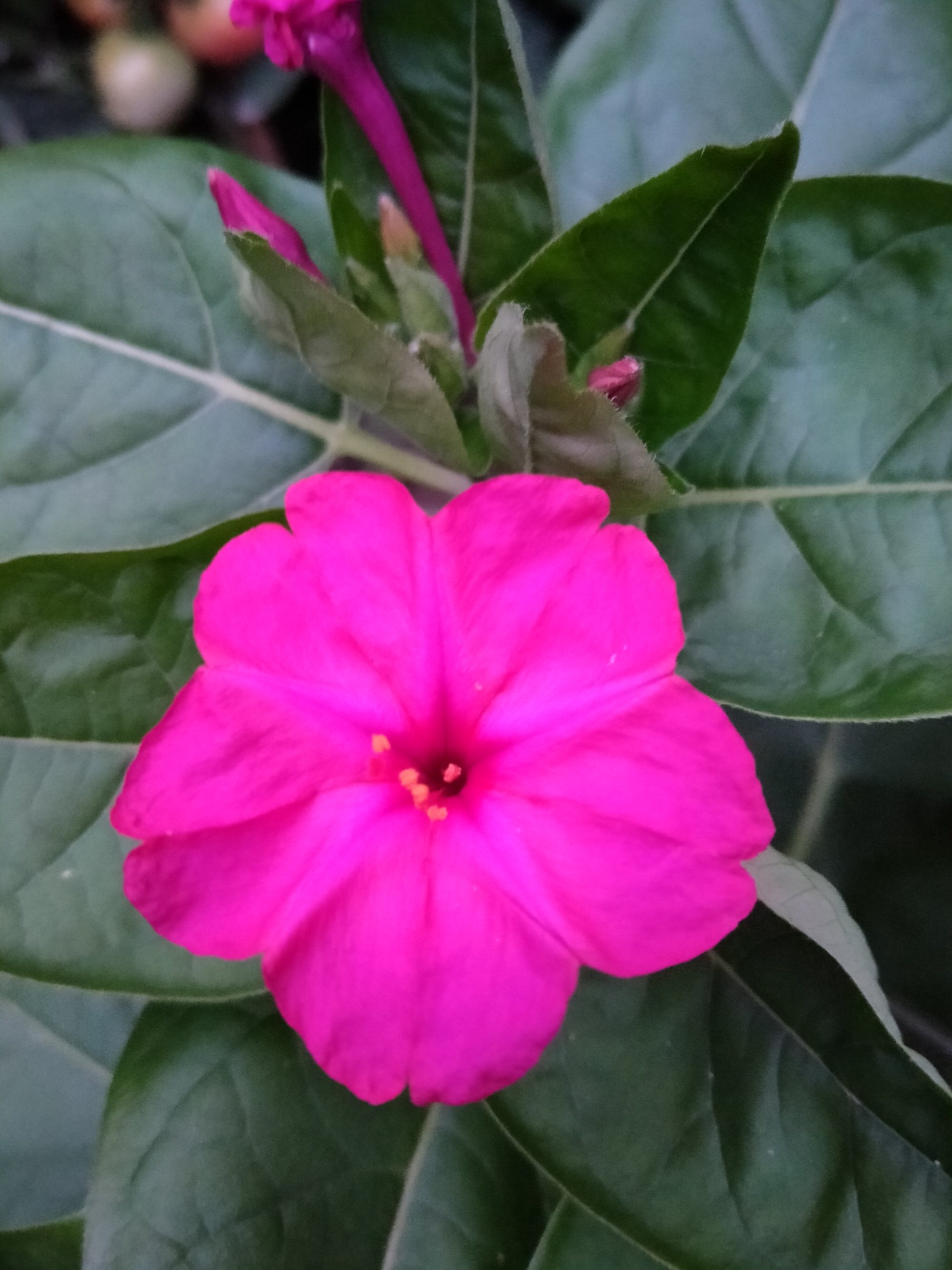 粉豆花