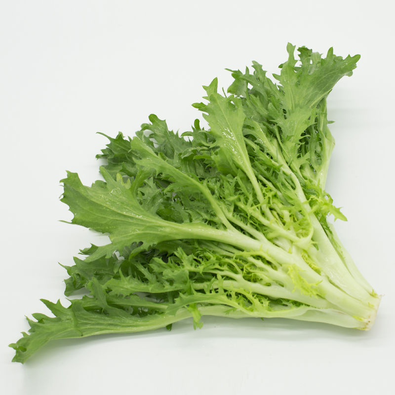 苦菊菜