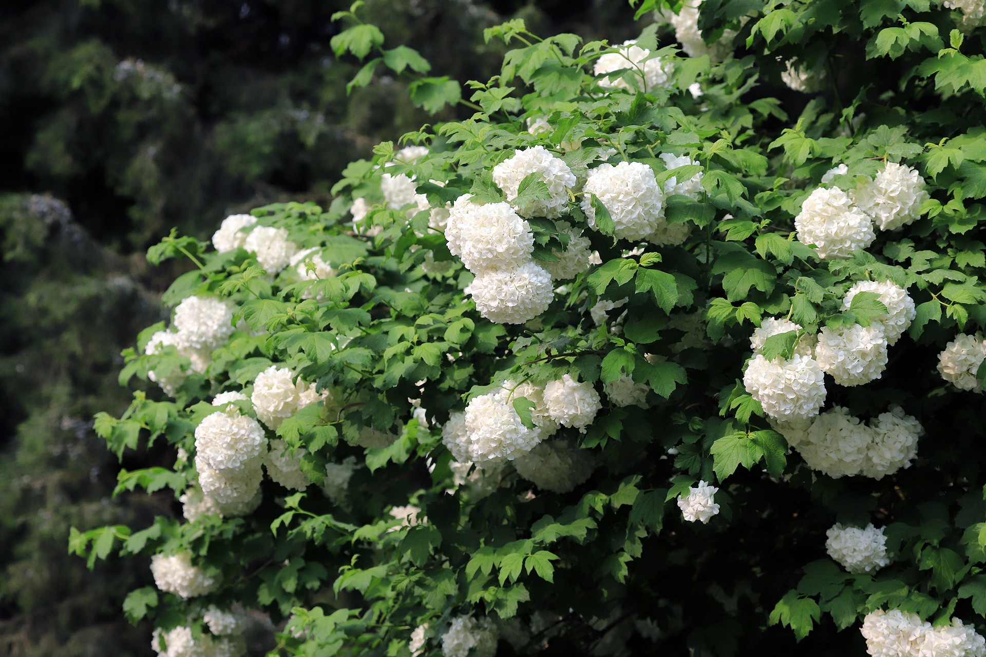  p>绣球荚蒾(学名: i>viburnum macrocephalum /i> fort.