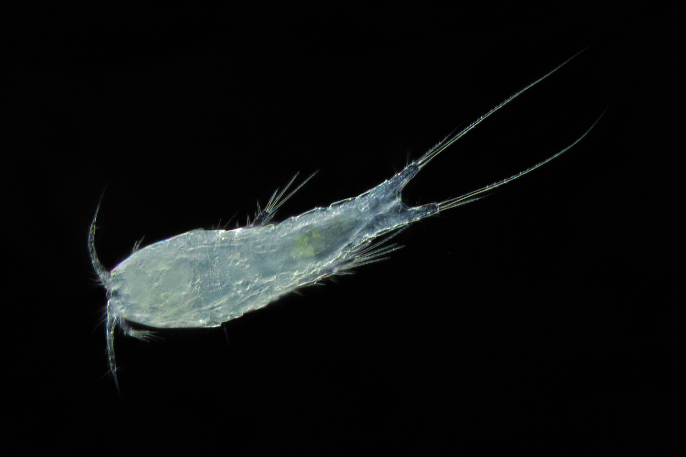 隆脊异足猛水蚤