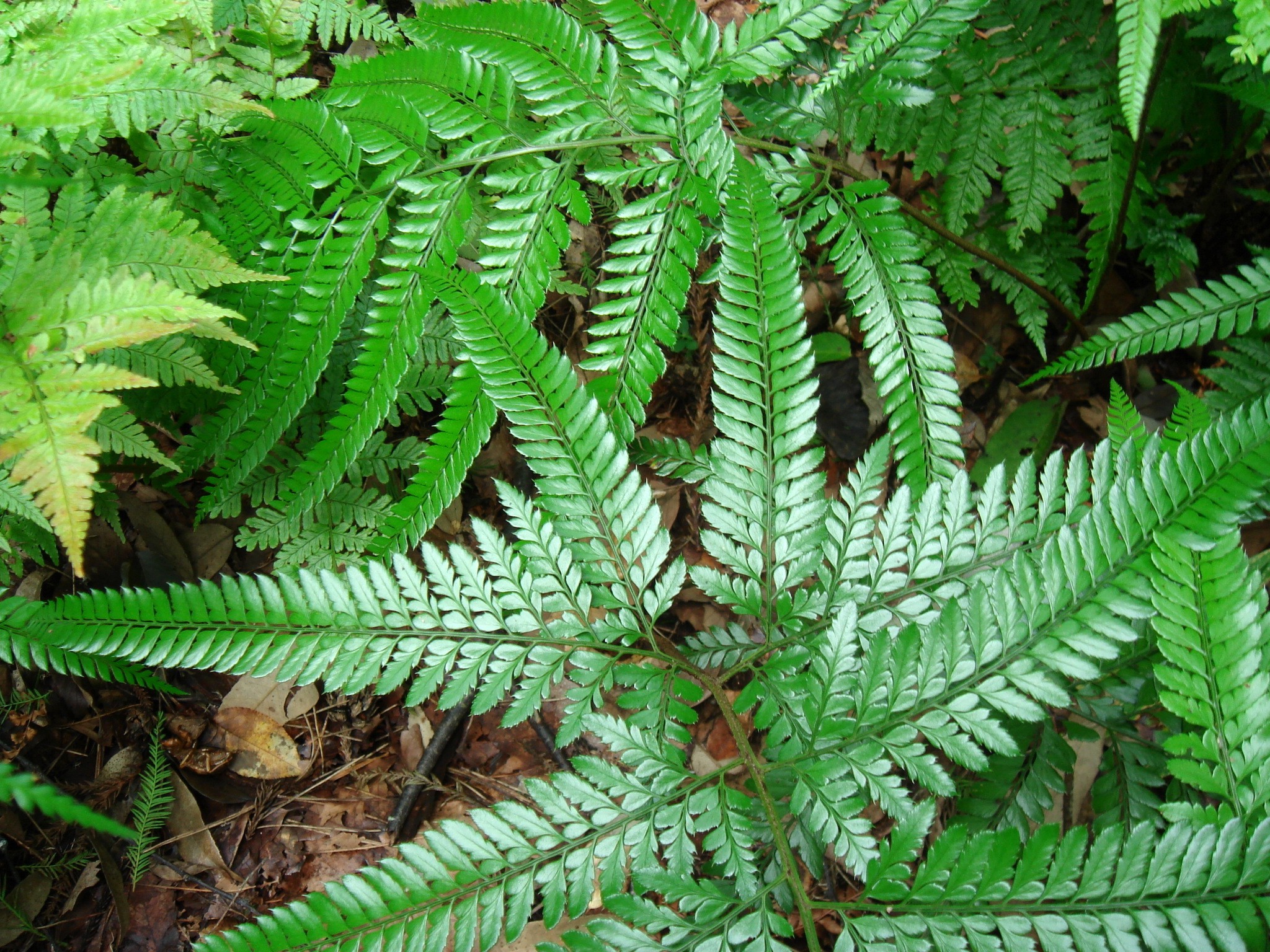  p>刺头复叶耳蕨(学名: i>arachniodes aristata /i> (g. forst.