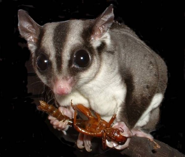  p>蜜袋鼯(学名:petaurus breviceps)是袋鼯科,袋鼯属哺乳动物.