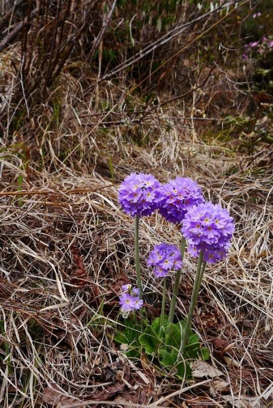 Primula denticulata 'Cashmeriana Ruby'_百度百科