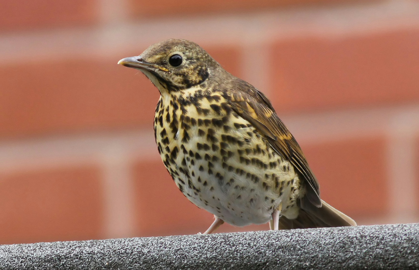  p>欧歌鸫(学名: i>turdus philomelos /i>)是鸫科,鸫属型鸟类,体长22