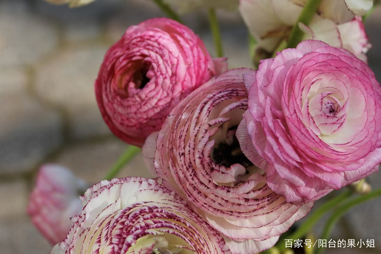 敢叫 牡丹 之名的洋牡丹 也是年宵花卉哦 百科ta说