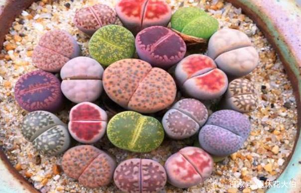 盆栽多肉石生花该了解什么？掌握3个窍门，开花、繁殖都不难_百科TA说