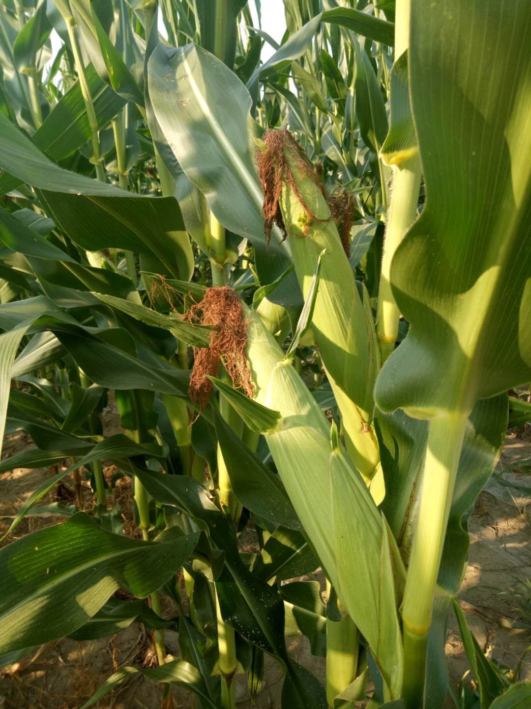 玉米新品种 span class="ref" data-ctrid="2yp2p13kuwm">春风388 