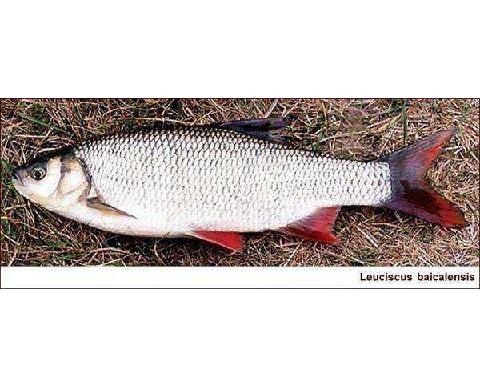  p>高体雅罗鱼是 a target="_blank" href="/item/鲤科/1909593" data