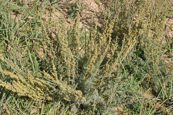 poljak.)是菊科,绢蒿属植物.