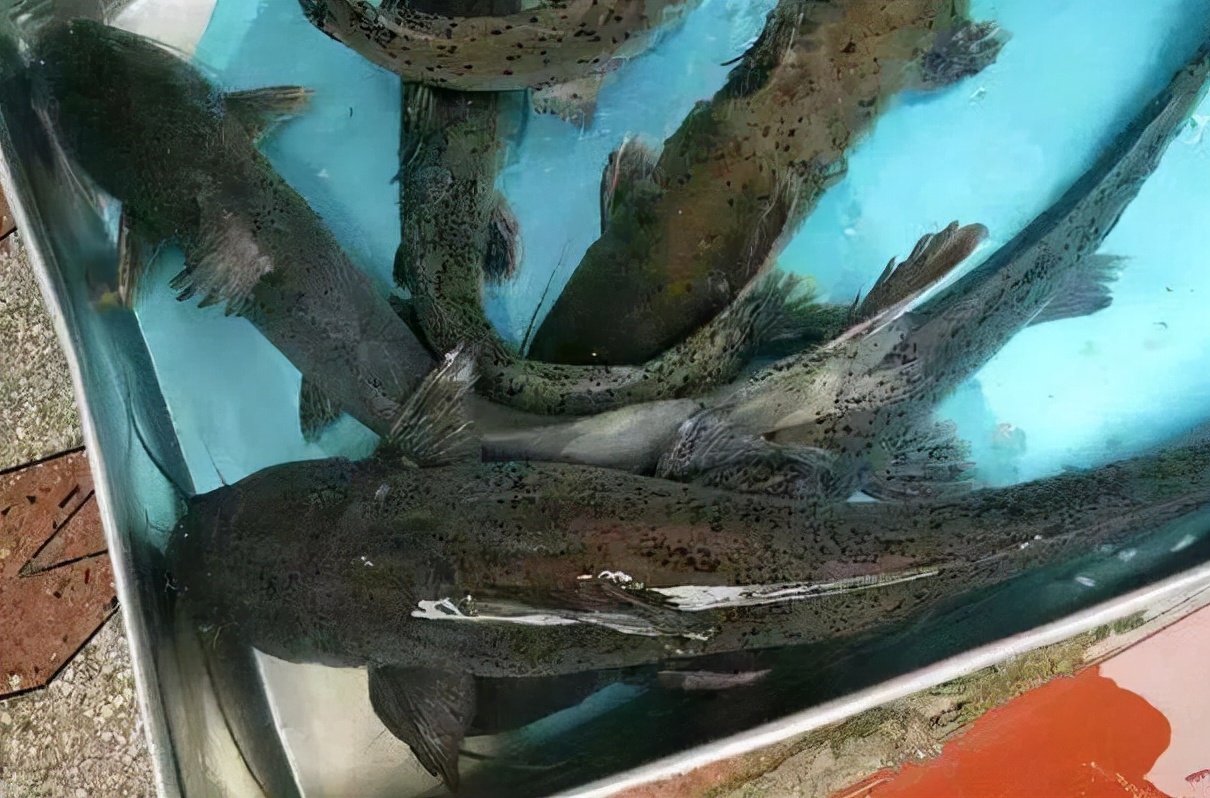  p data-id="tiq1ww0jswsi">斑鳠是硬骨鱼纲鲇形目鲿科鳠属鱼类,俗名