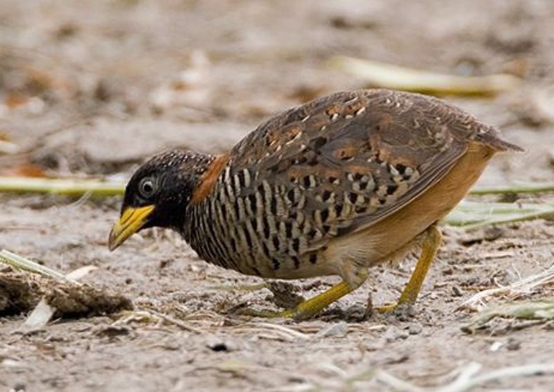  p>棕三趾鹑(学名: i>turnix suscitator /i>)是鹤形目三趾鹑科三趾鹑