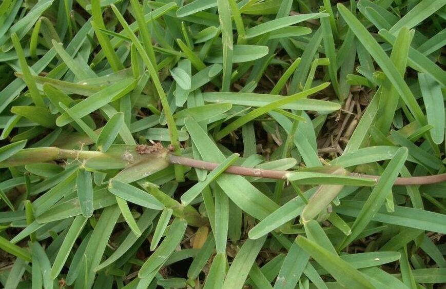 elatostema obtusum wedd.